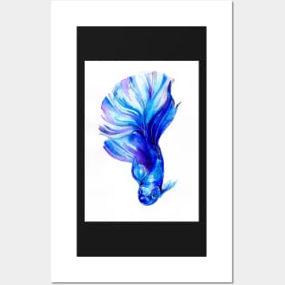 Betta Fish Blue Posters and Art